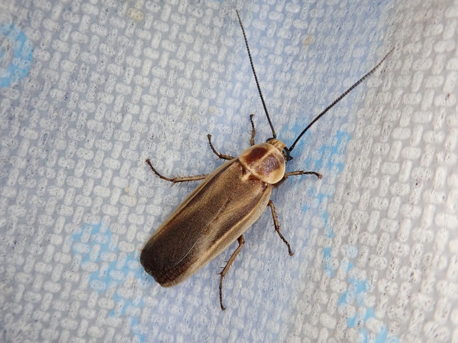 ホタルゴキブリ ねずみ・害虫・シロアリ駆除ならシー・アイ・シー ホタルゴキブリ ねずみ・害虫・シロアリ駆除ならシー・アイ・シー