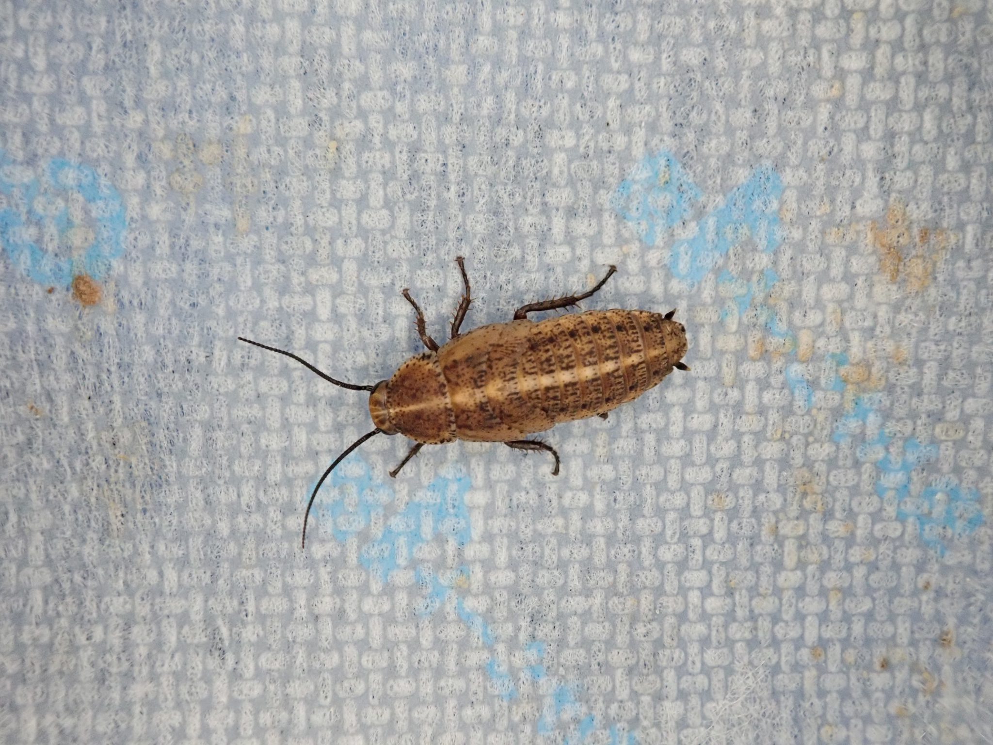 ホタルゴキブリ ねずみ・害虫・シロアリ駆除ならシー・アイ・シー ホタルゴキブリ ねずみ・害虫・シロアリ駆除ならシー・アイ・シー