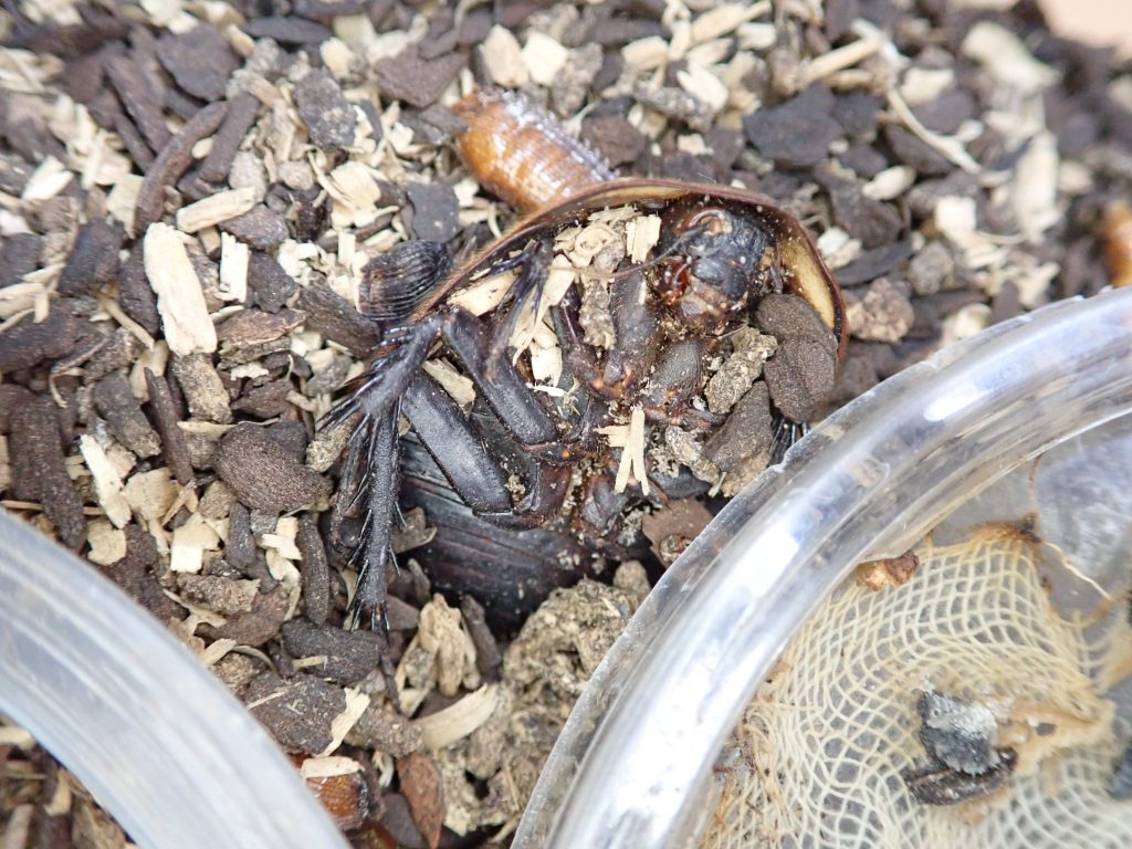 ダニ類 ねずみ 害虫 シロアリ駆除ならシー アイ シー