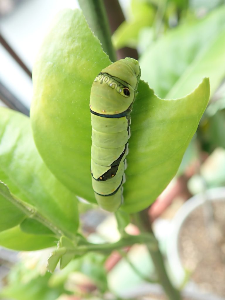 虫 ねずみ 害虫 シロアリ駆除ならシー アイ シー