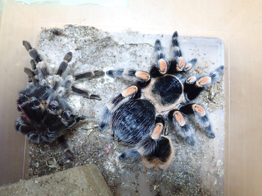 クモ類 ねずみ 害虫 シロアリ駆除ならシー アイ シー