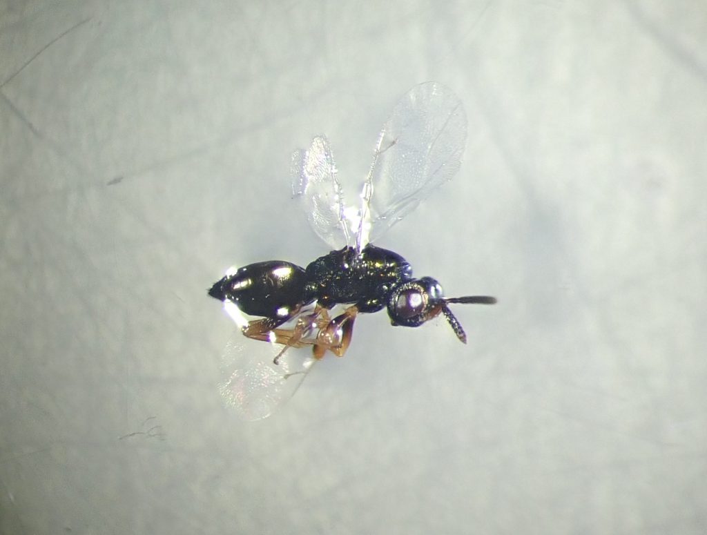 虫 ねずみ 害虫 シロアリ駆除ならシー アイ シー