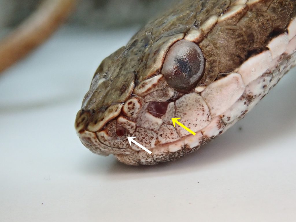 ヘビなど ねずみ 害虫 シロアリ駆除ならシー アイ シー