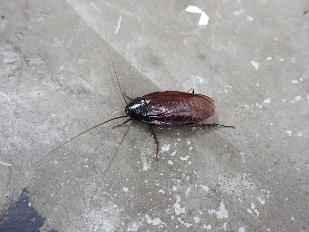 クロゴキブリ ねずみ 害虫 シロアリ駆除ならシー アイ シー