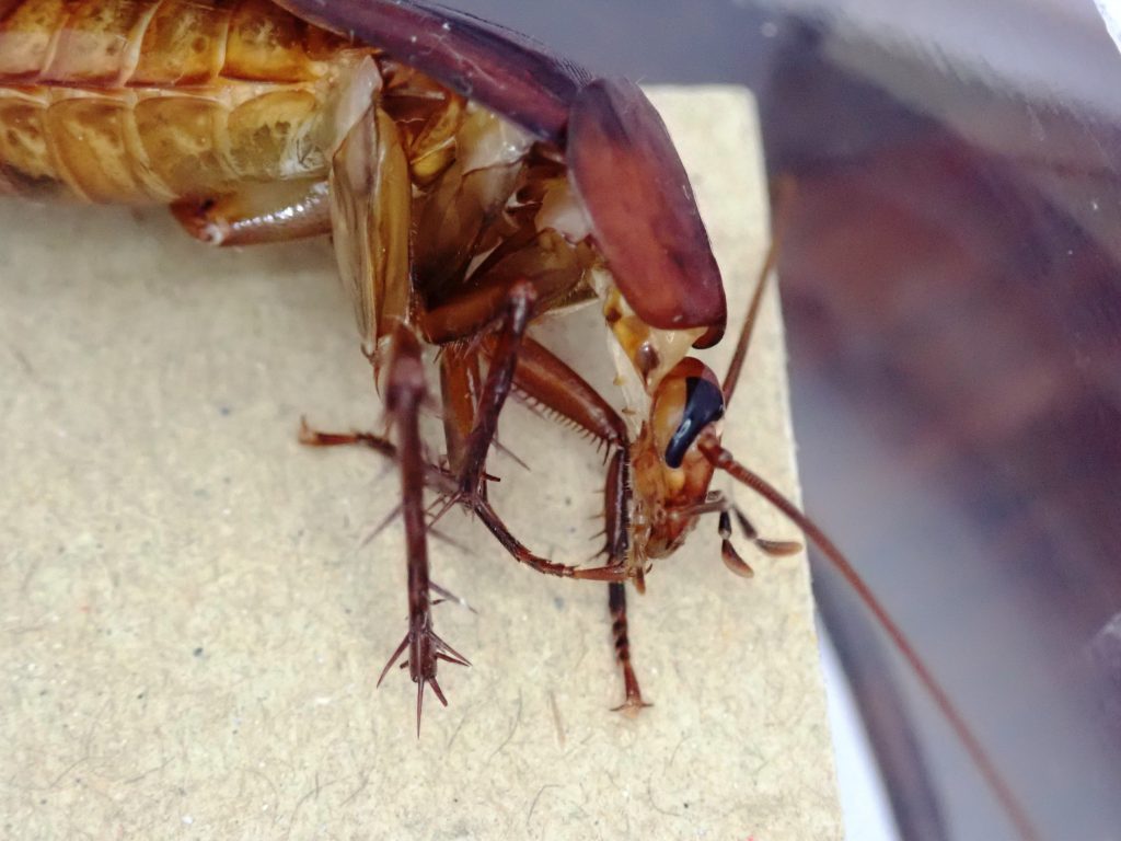 クロゴキブリ ねずみ 害虫 シロアリ駆除ならシー アイ シー