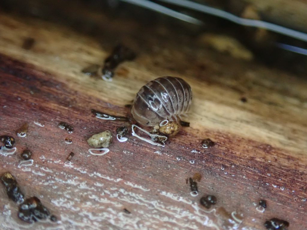 な 虫 ムカデ みたい 小さい