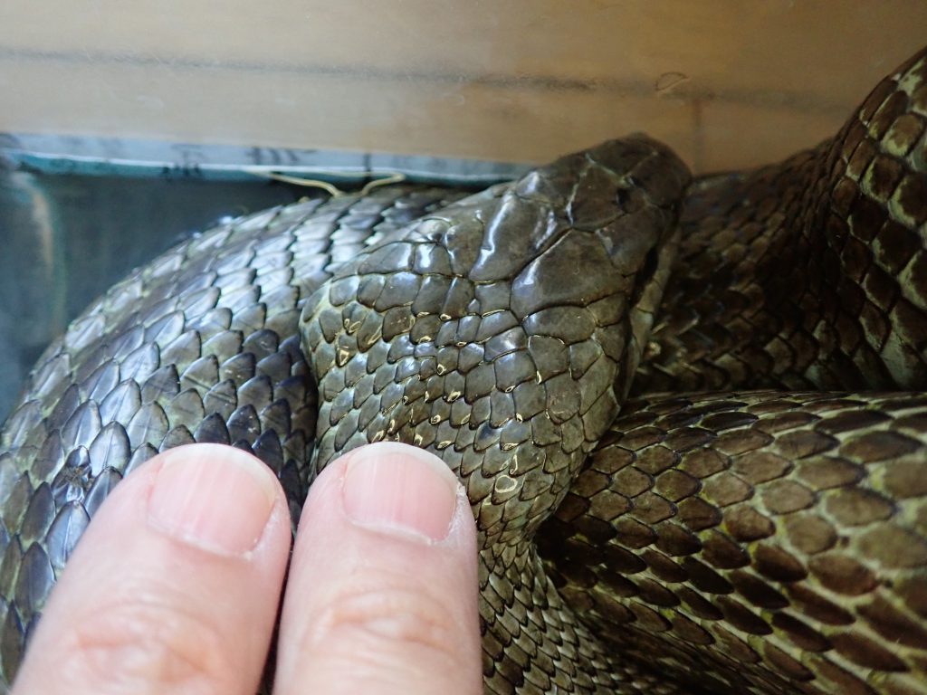 アオダイショウ冬眠準備 ねずみ 害虫 シロアリ駆除ならシー アイ シー