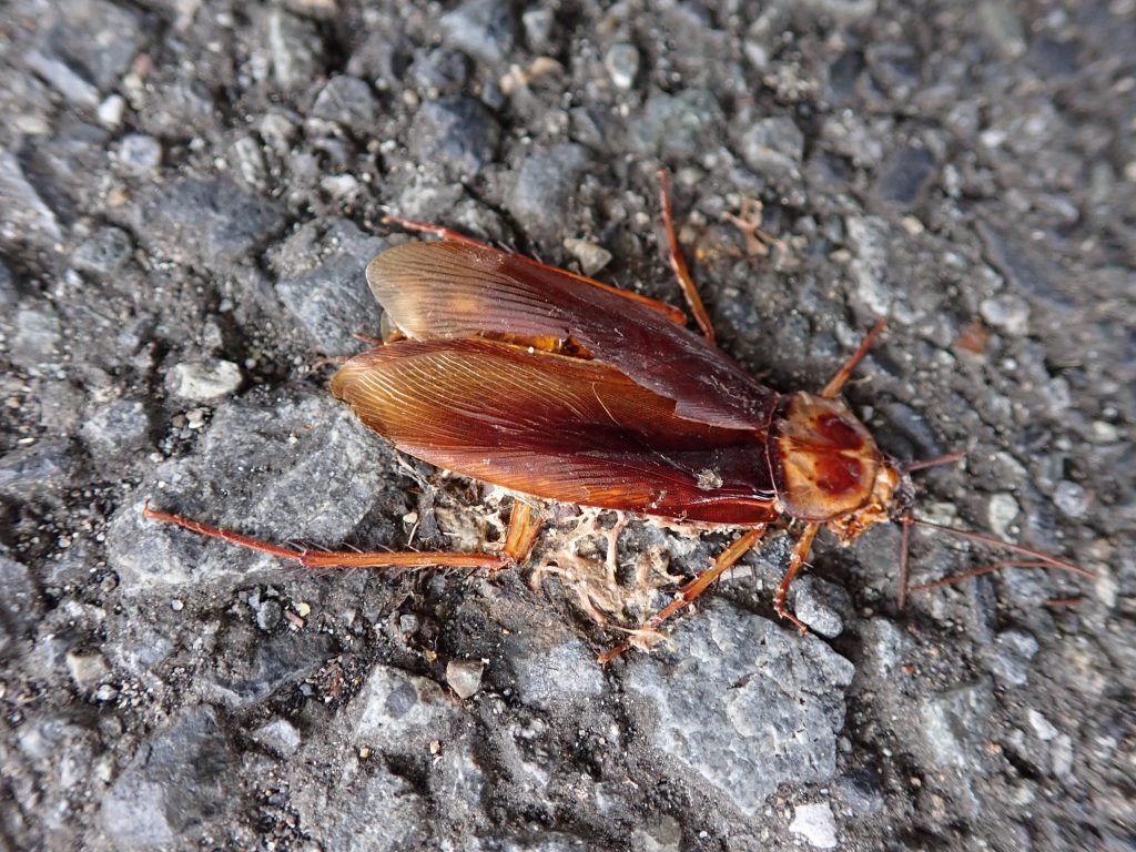 雑事14 ねずみ 害虫 シロアリ駆除ならシー アイ シー