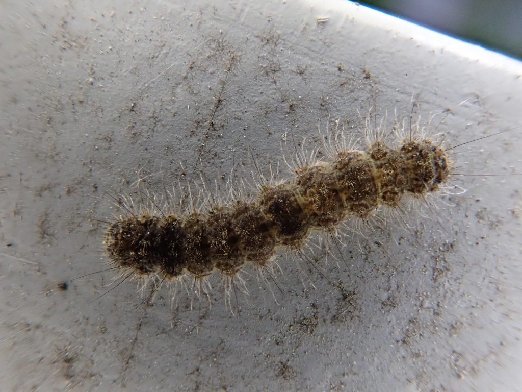 ゴキブログ ねずみ 害虫 シロアリ駆除ならシー アイ シー