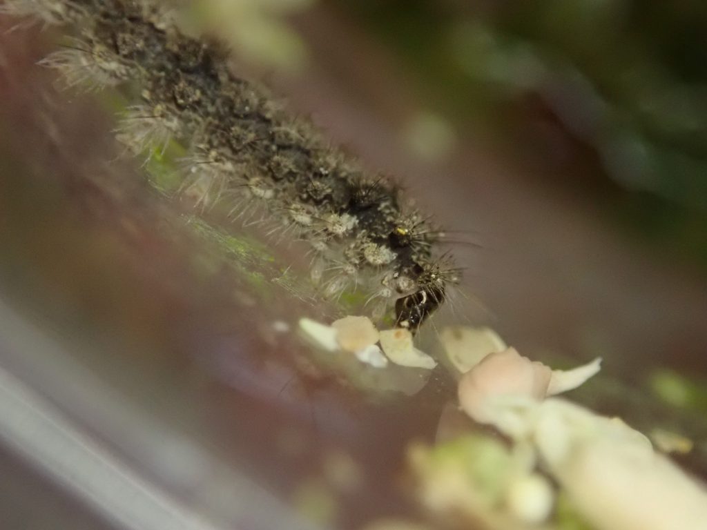 虫 ねずみ 害虫 シロアリ駆除ならシー アイ シー