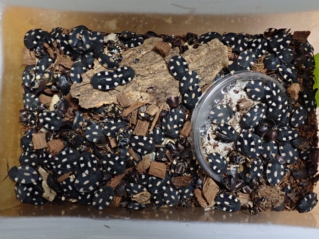 トライ フォビア