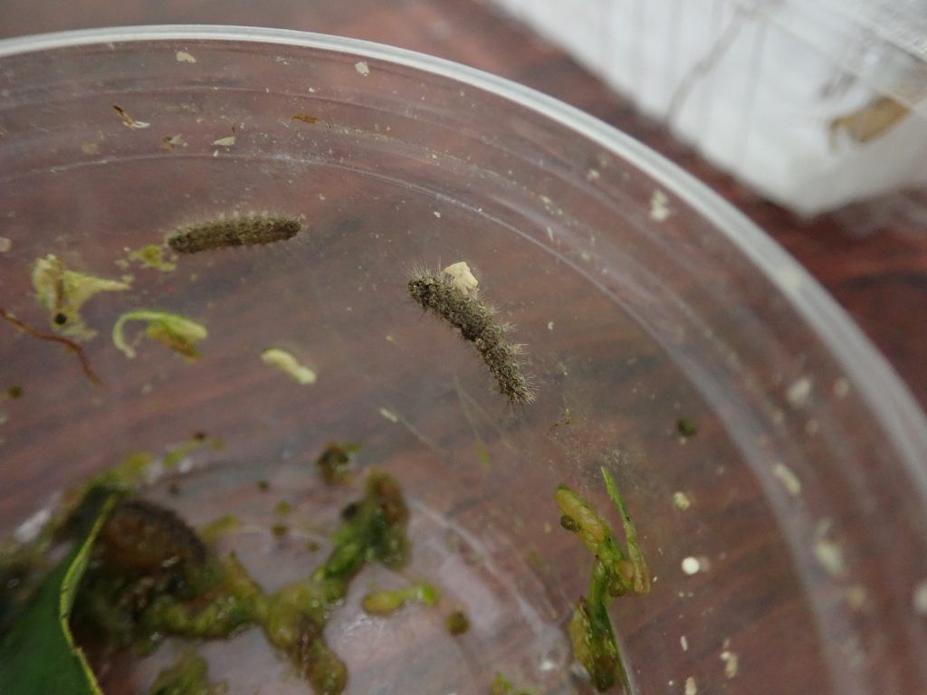 虫 ねずみ 害虫 シロアリ駆除ならシー アイ シー