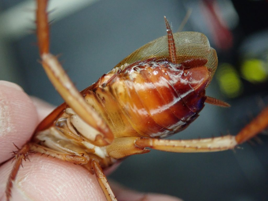 ワモンゴキブリ ねずみ 害虫 シロアリ駆除ならシー アイ シー