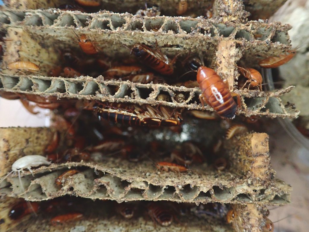 ゴキブログ ねずみ 害虫 シロアリ駆除ならシー アイ シー