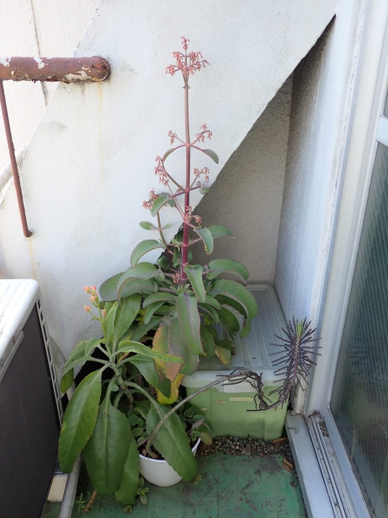 ハカラメの花 ねずみ 害虫 シロアリ駆除ならシー アイ シー