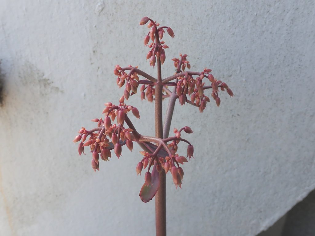 ハカラメの花 ねずみ 害虫 シロアリ駆除ならシー アイ シー