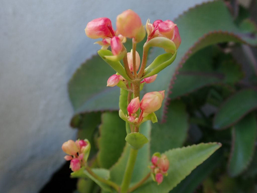 ハカラメの花 ねずみ 害虫 シロアリ駆除ならシー アイ シー