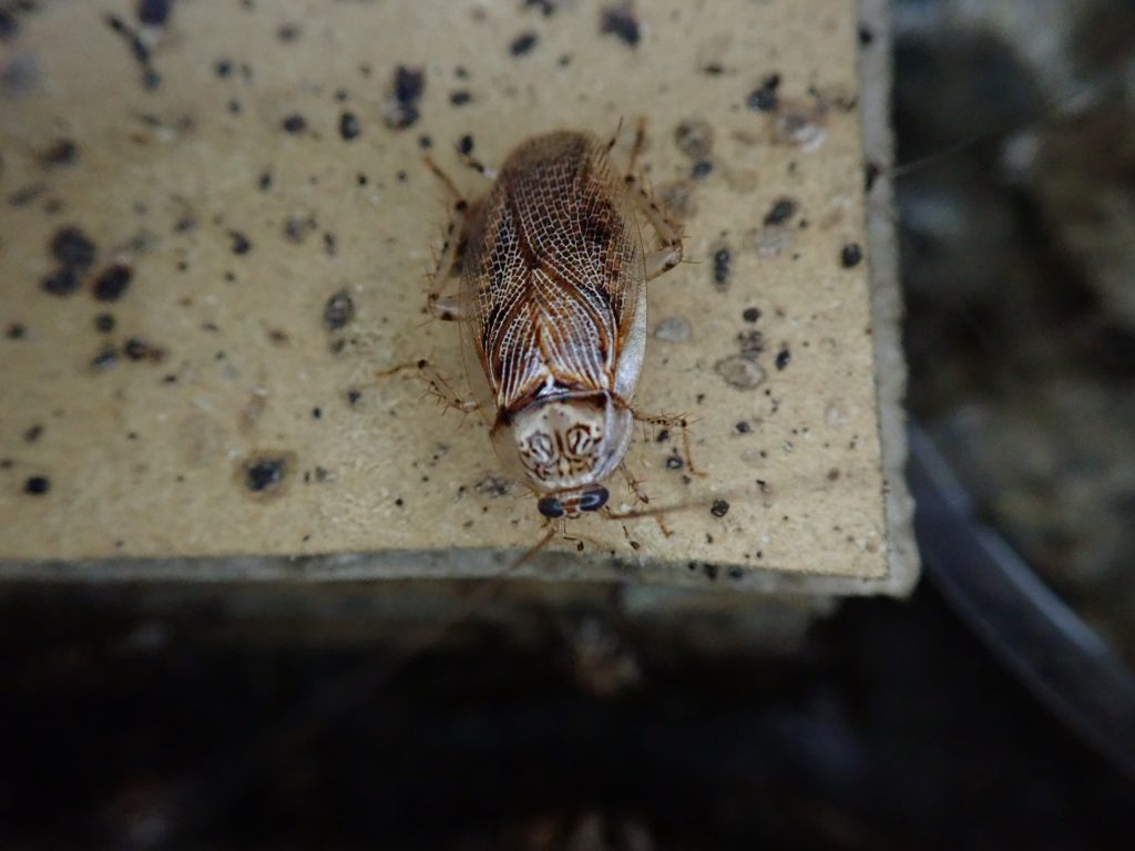 アミメヒラタゴキブリ ねずみ 害虫 シロアリ駆除ならシー アイ シー