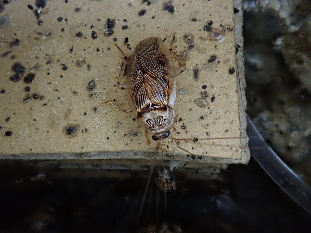 アミメヒラタゴキブリ ねずみ 害虫 シロアリ駆除ならシー アイ シー