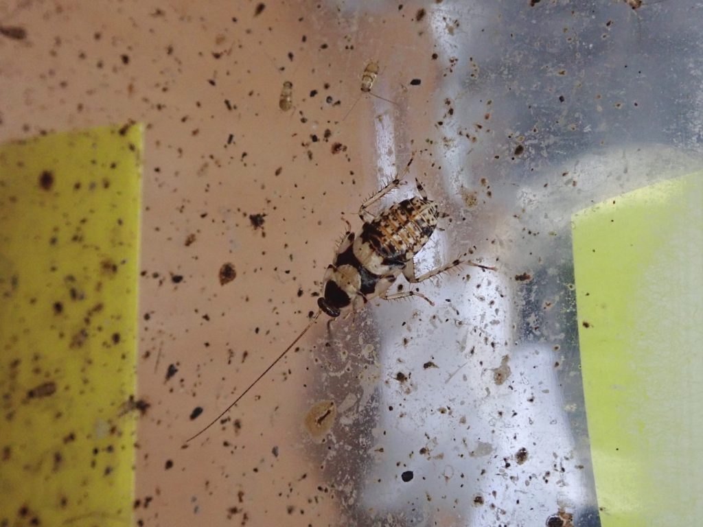 アミメヒラタゴキブリ ねずみ 害虫 シロアリ駆除ならシー アイ シー