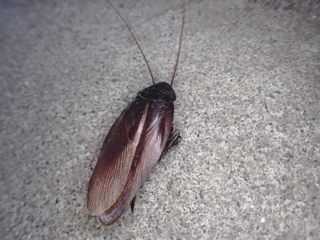 クロゴキブリ ねずみ 害虫 シロアリ駆除ならシー アイ シー