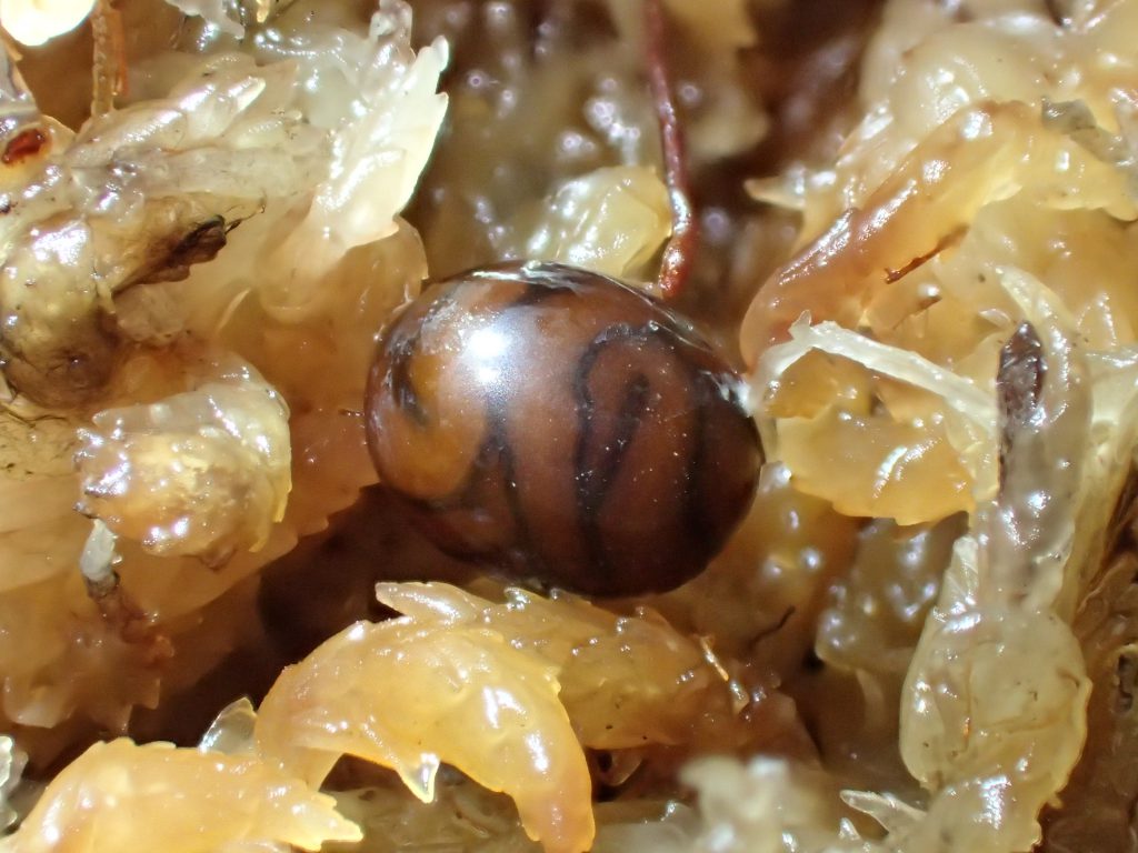 ニューギニアヤリガタリクウズムシ孵化 ねずみ 害虫 シロアリ駆除ならシー アイ シー