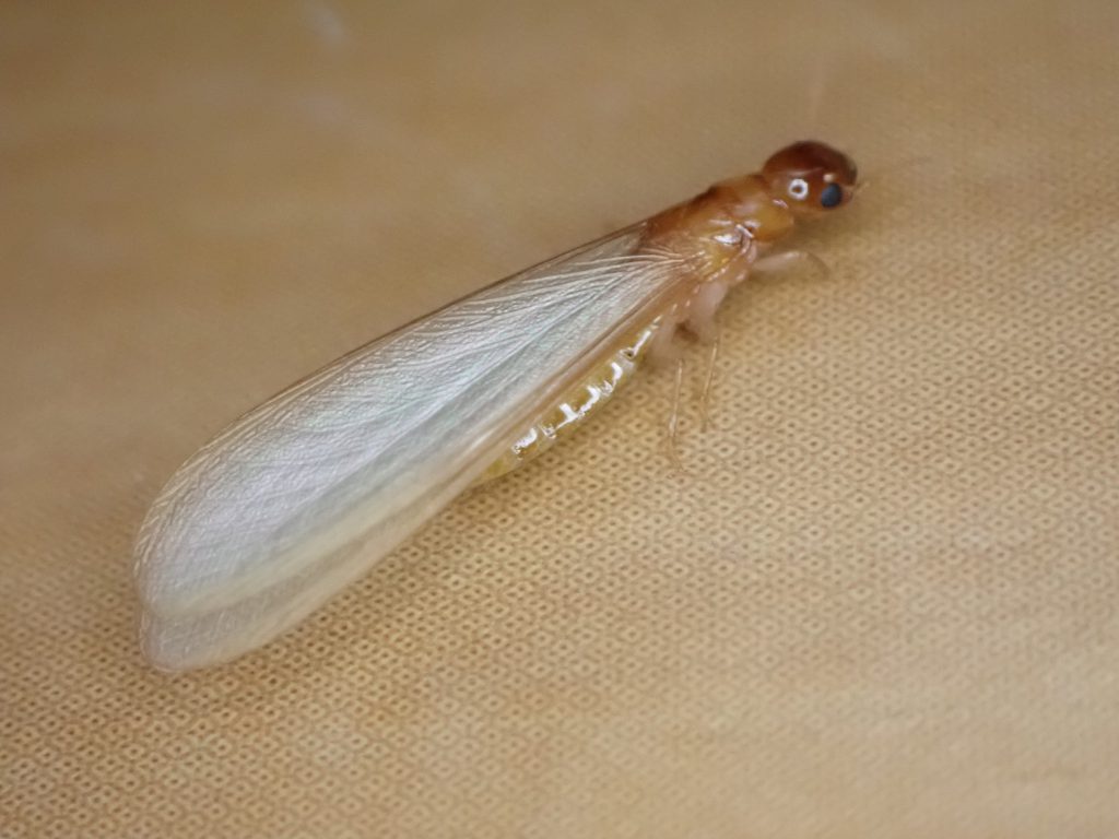 シロアリ ねずみ 害虫 シロアリ駆除ならシー アイ シー