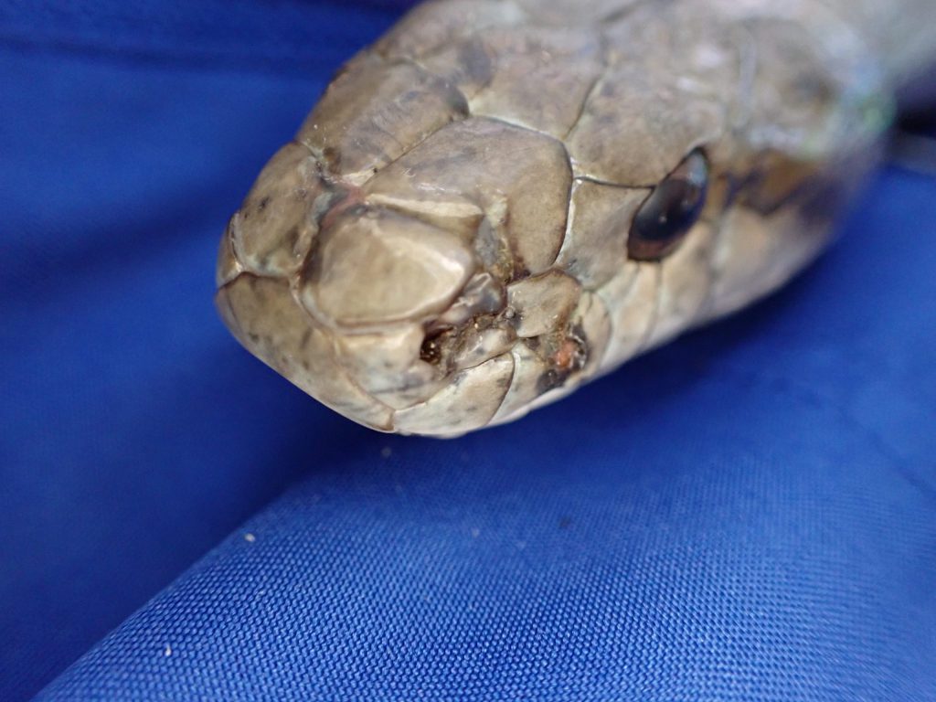 爬虫類 ねずみ 害虫 シロアリ駆除ならシー アイ シー