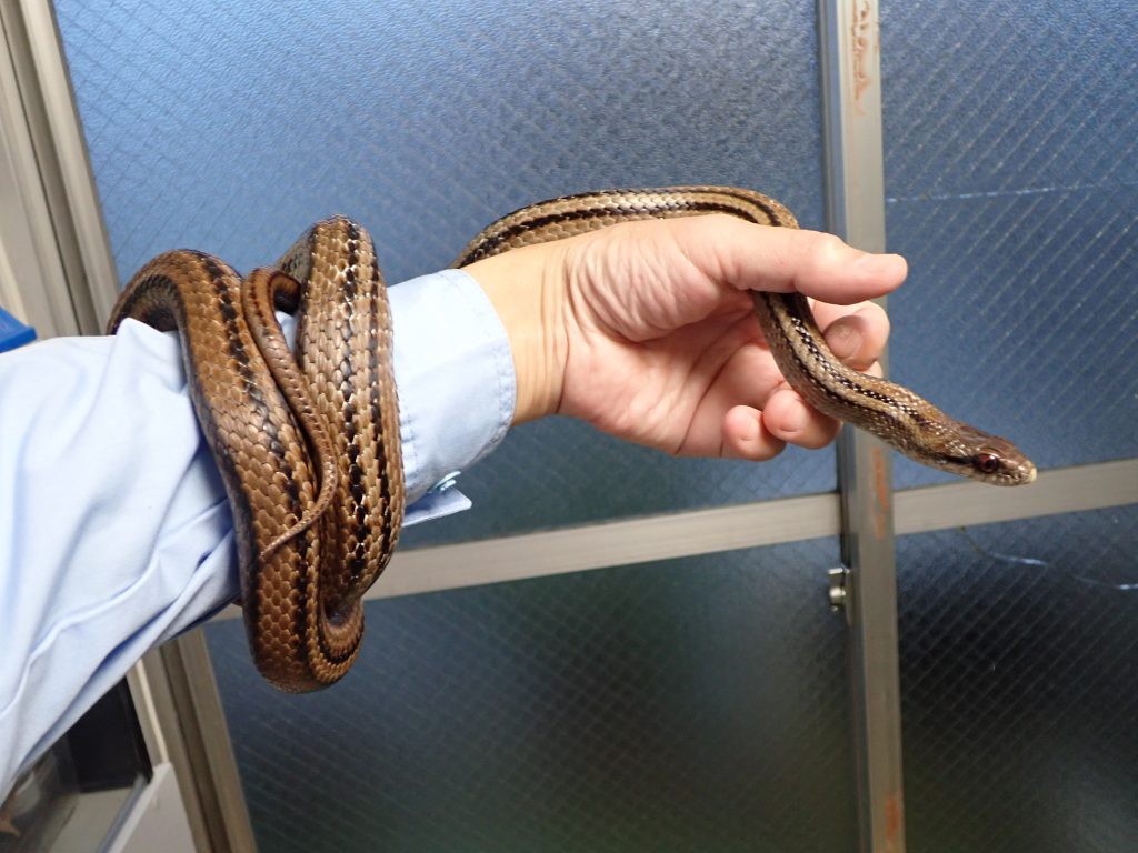 爬虫類 ねずみ 害虫 シロアリ駆除ならシー アイ シー