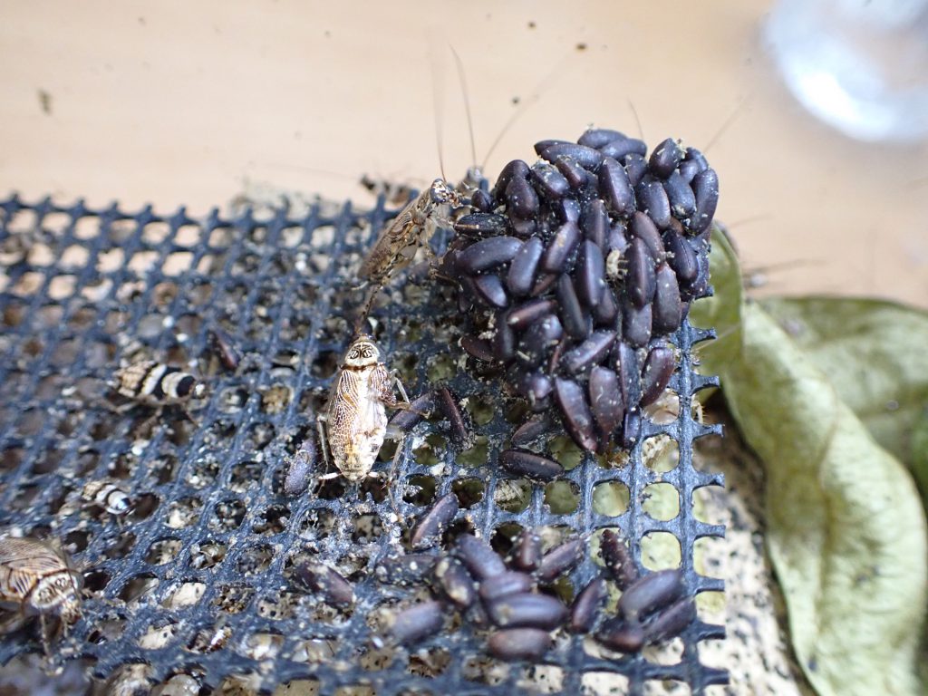 アミメヒラタゴキブリ ねずみ 害虫 シロアリ駆除ならシー アイ シー