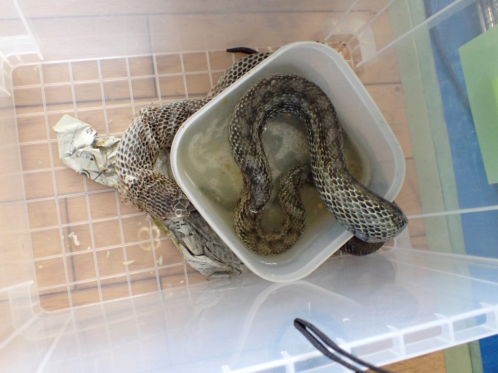 爬虫類 ねずみ 害虫 シロアリ駆除ならシー アイ シー