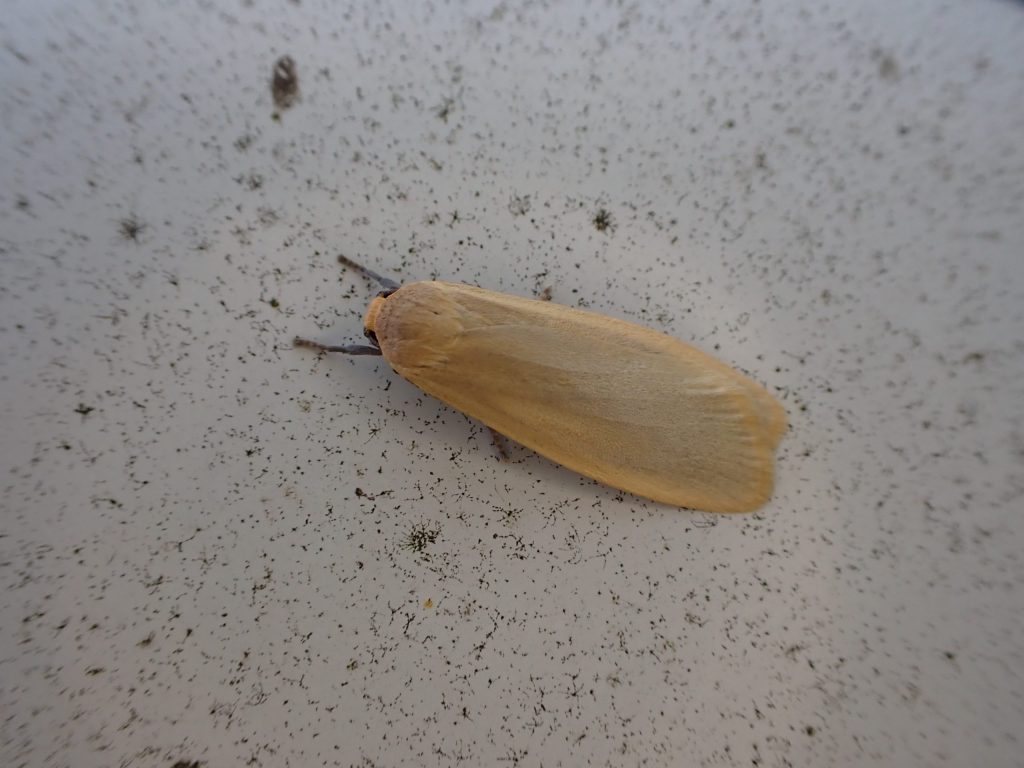 虫 ねずみ 害虫 シロアリ駆除ならシー アイ シー