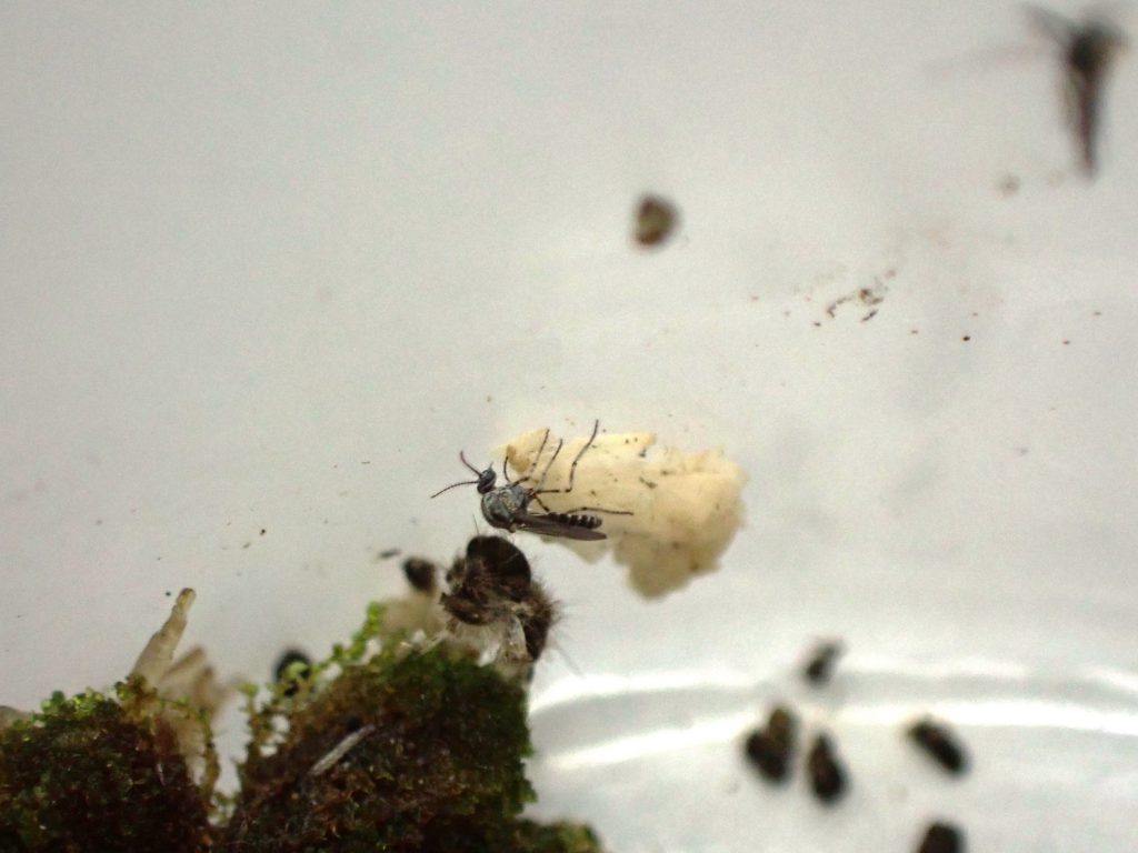 虫 ねずみ 害虫 シロアリ駆除ならシー アイ シー