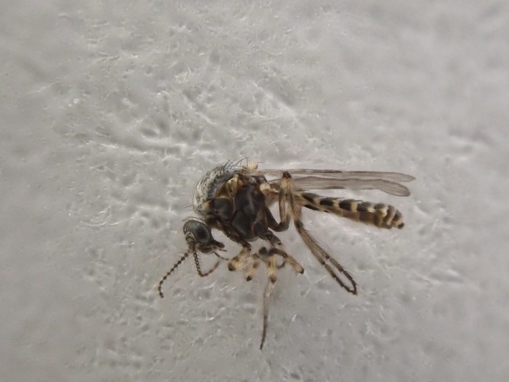 ゴキブログ ねずみ 害虫 シロアリ駆除ならシー アイ シー