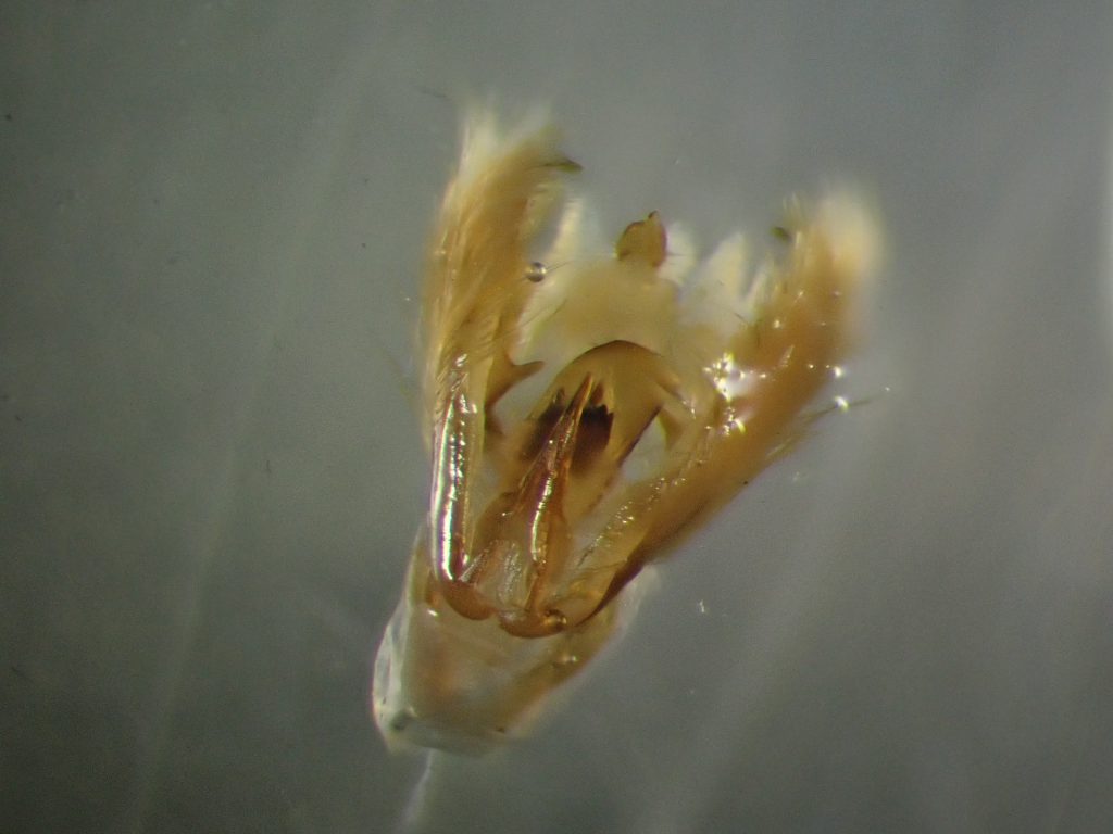 ゴキブログ ねずみ 害虫 シロアリ駆除ならシー アイ シー