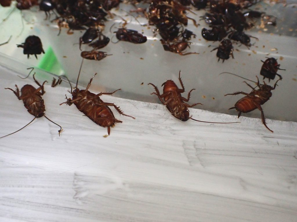 クロゴキブリ ねずみ 害虫 シロアリ駆除ならシー アイ シー