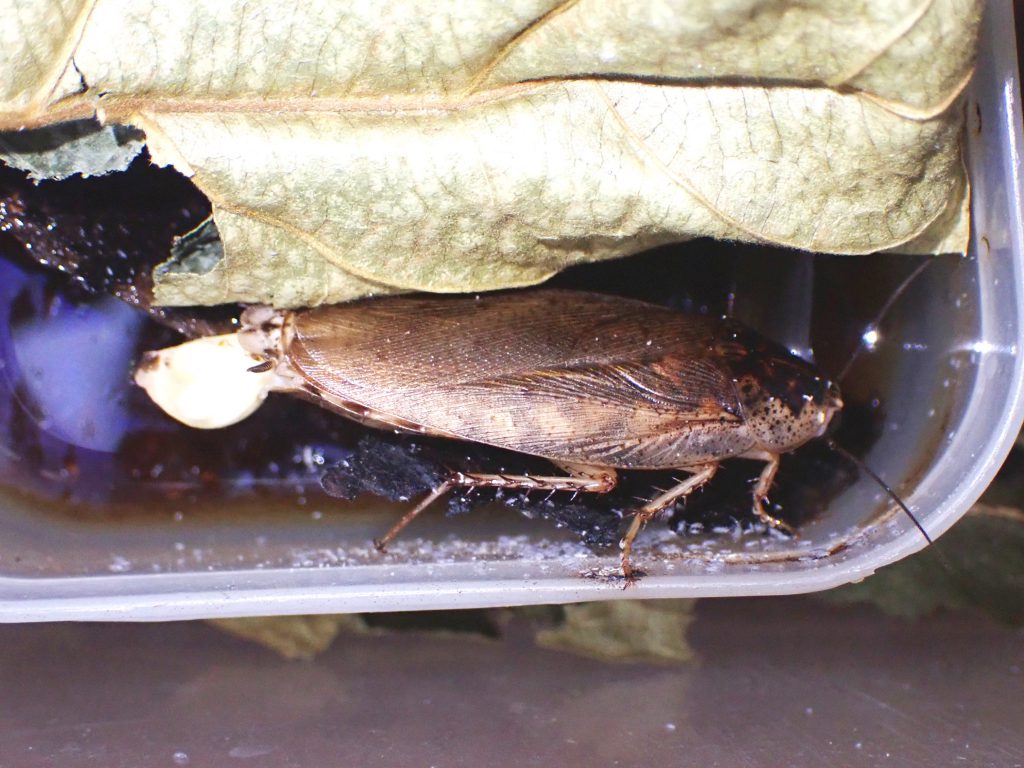 ゴキブログ ねずみ 害虫 シロアリ駆除ならシー アイ シー