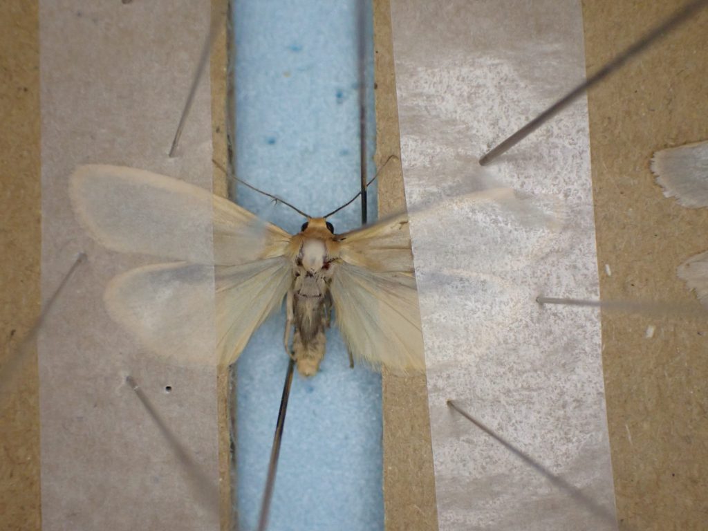 虫 ねずみ 害虫 シロアリ駆除ならシー アイ シー