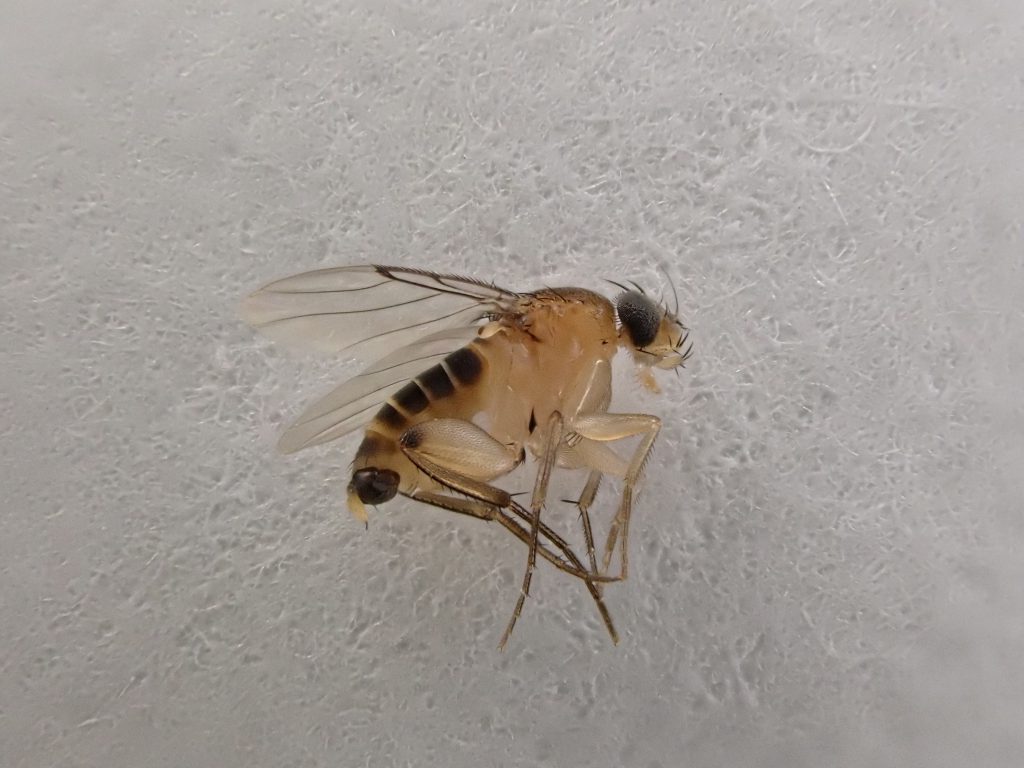 虫 ねずみ 害虫 シロアリ駆除ならシー アイ シー