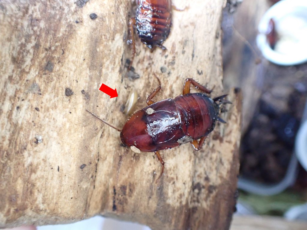 スズキゴキブリ ねずみ 害虫 シロアリ駆除ならシー アイ シー スズキゴキブリ ねずみ 害虫 シロアリ駆除ならシー アイ シー