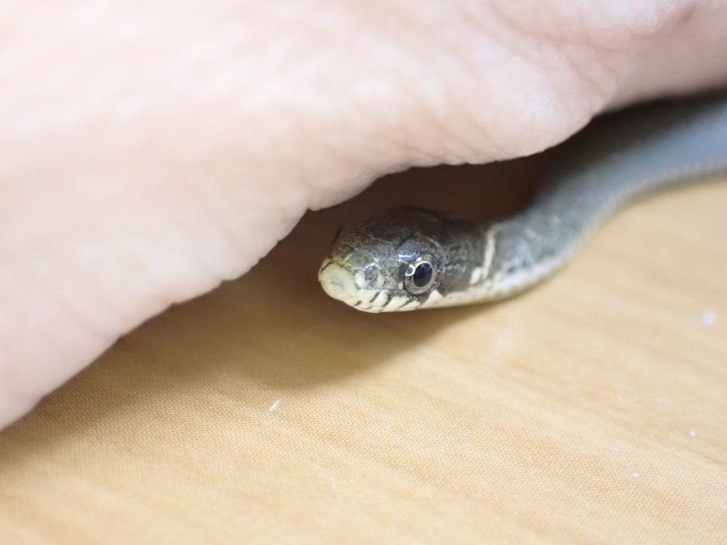 爬虫類 ねずみ 害虫 シロアリ駆除ならシー アイ シー