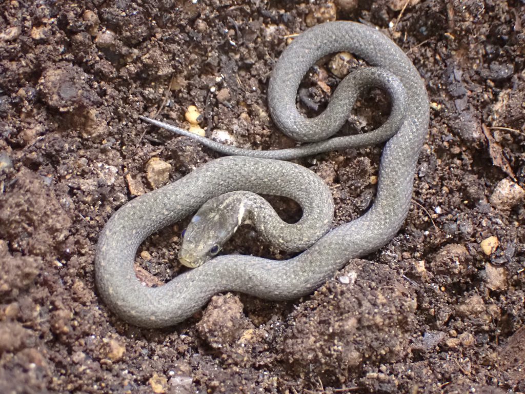 爬虫類 ねずみ 害虫 シロアリ駆除ならシー アイ シー