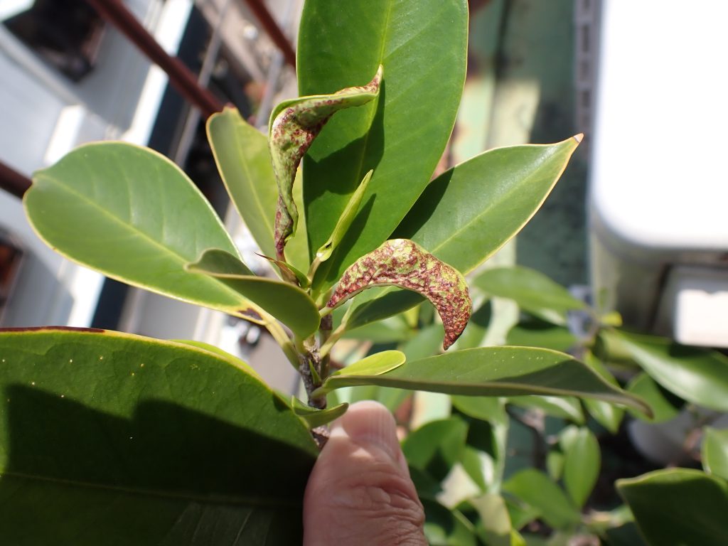 ガジュマルクダアザミウマ ねずみ 害虫 シロアリ駆除ならシー アイ シー