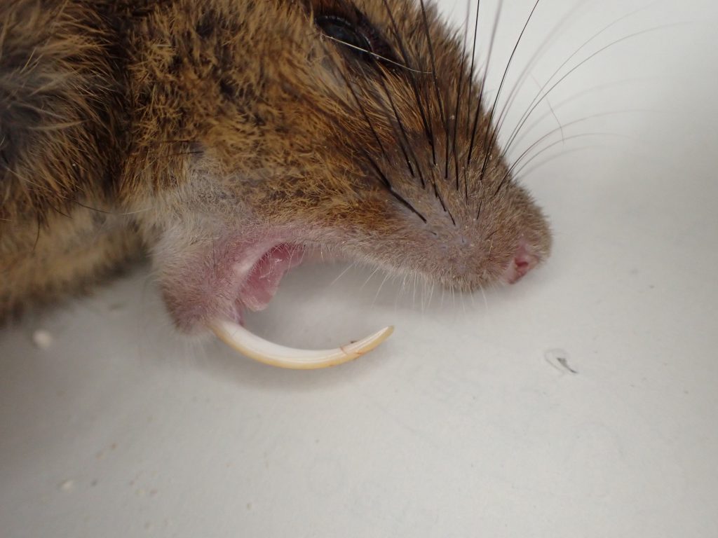 ネズミ ねずみ 害虫 シロアリ駆除ならシー アイ シー