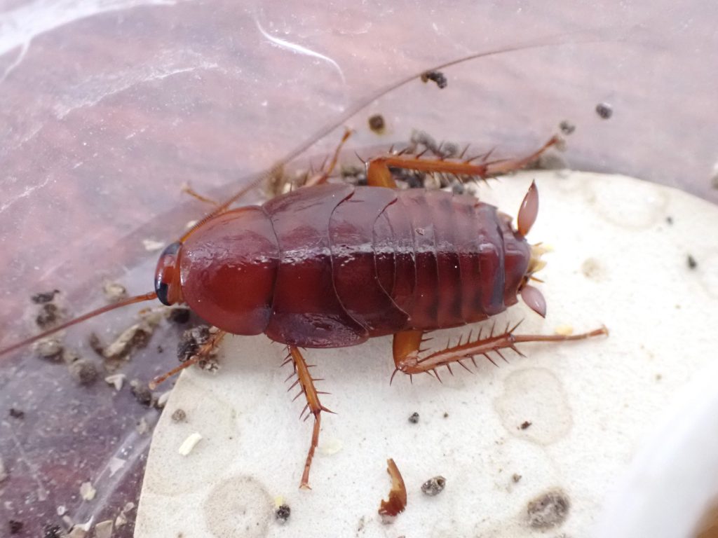 クロゴキブリ終齢 幼虫 ねずみ 害虫 シロアリ駆除ならシー アイ シー