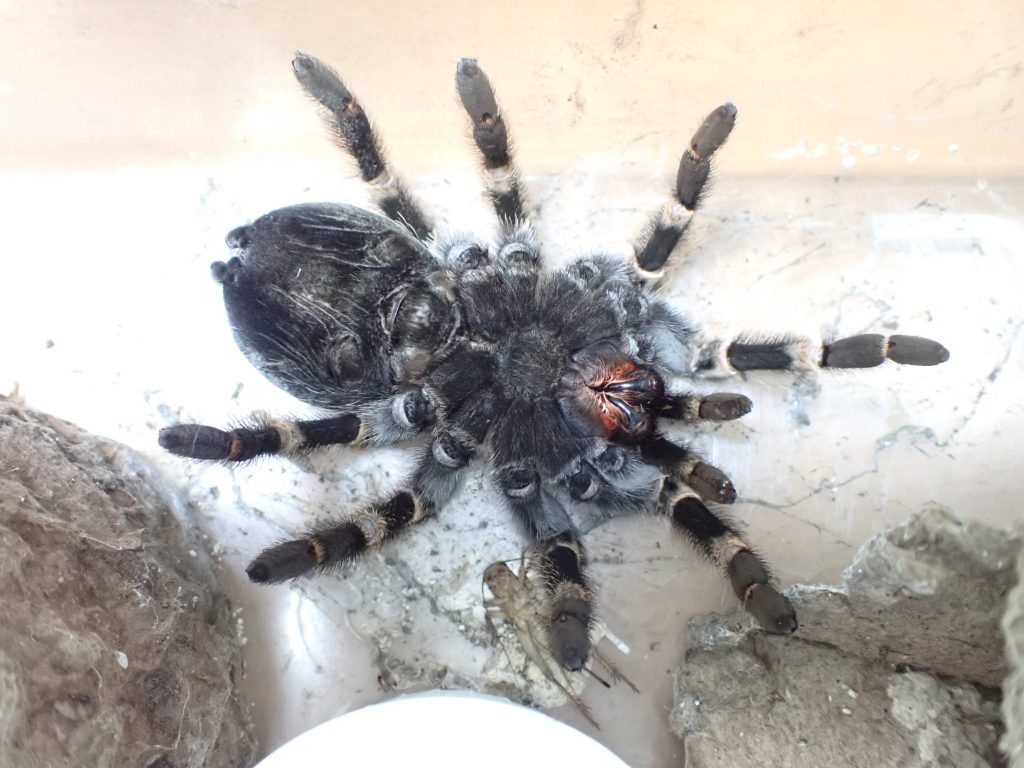 クモ類 ねずみ 害虫 シロアリ駆除ならシー アイ シー