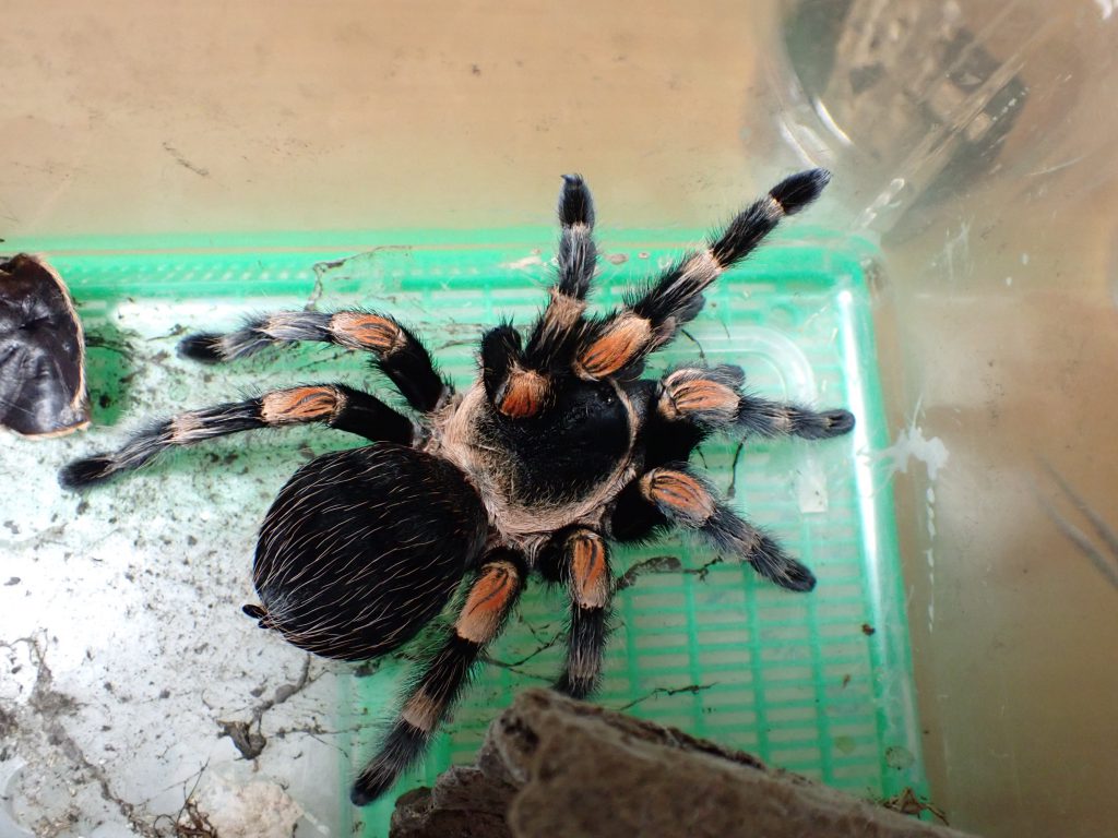 クモ類 ねずみ 害虫 シロアリ駆除ならシー アイ シー