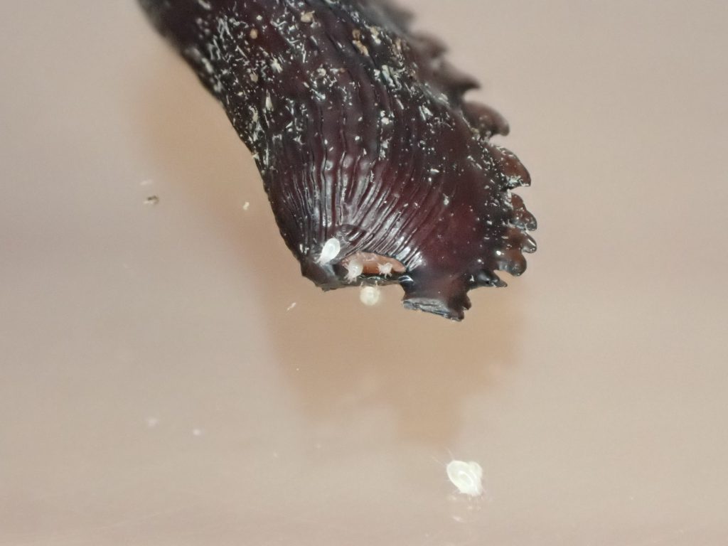 Polyphaga Aegypticaの卵鞘保管ケースに発生するダニの原因 ねずみ 害虫 シロアリ駆除ならシー アイ シー
