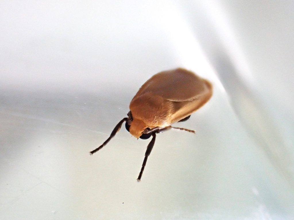 虫 ねずみ 害虫 シロアリ駆除ならシー アイ シー