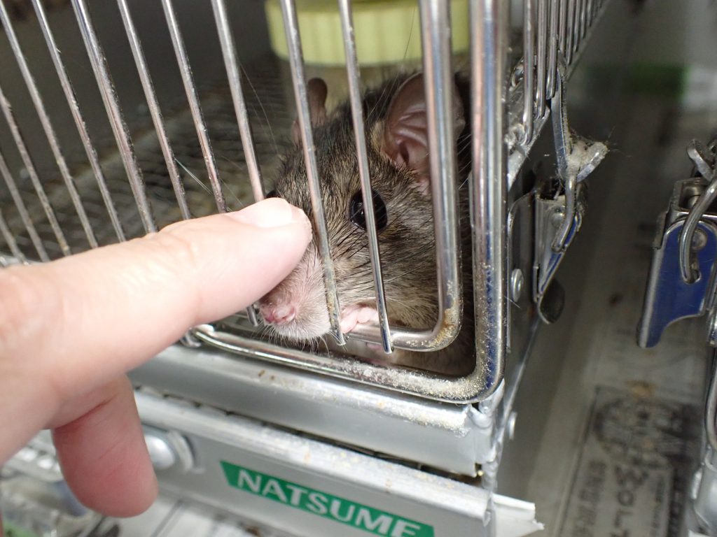 ネズミ ねずみ 害虫 シロアリ駆除ならシー アイ シー